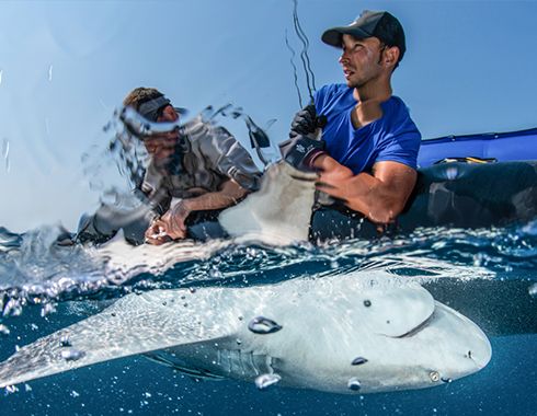 Lukas Müller beim taggen eines Hais auf dem Meer